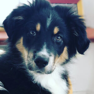 Tierkommunikation – Online